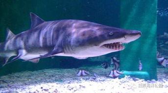 大沙鱼视频,揭秘大沙鱼惊心动魄的生存之旅