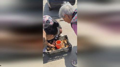 赶面视频,传统与现代的完美融合