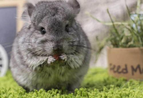 龙猫宠物视频,温馨治愈的治愈系视频集锦